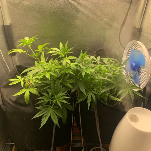 Fotoperiodo 24k #2 growlog photo: Soltei elas do lst pra ver o tamanho delas 