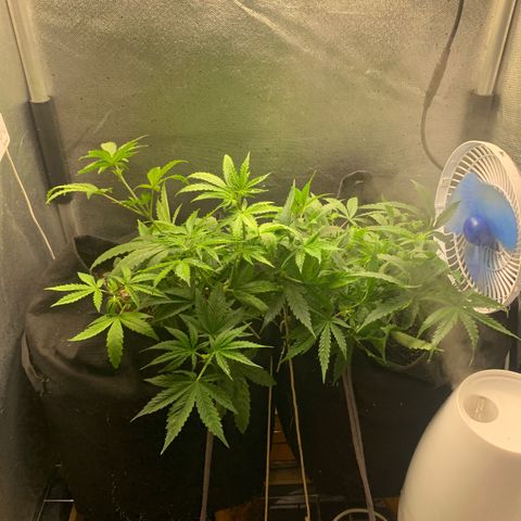 Fotoperiodo 24k #2 growlog photo: Soltei elas do lst pra ver o tamanho delas 