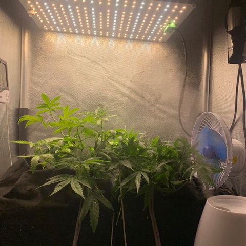 Fotoperiodo 24k #2 growlog photo: Soltei elas do lst pra ver o tamanho delas 