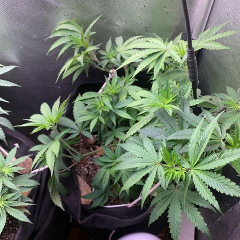 Fotoperiodo 24k #2 growlog timeline photo