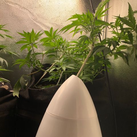 Fotoperiodo 24k #2 growlog timeline photo