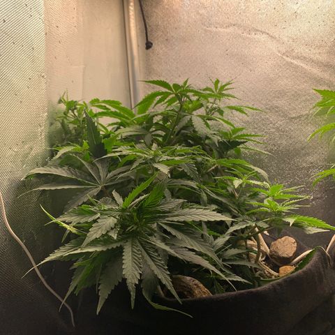 Fotoperiodo 24k #2 growlog timeline photo