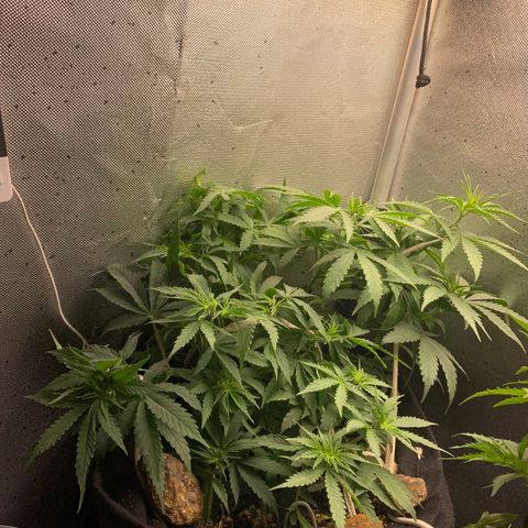 Fotoperiodo 24k #2 growlog timeline photo
