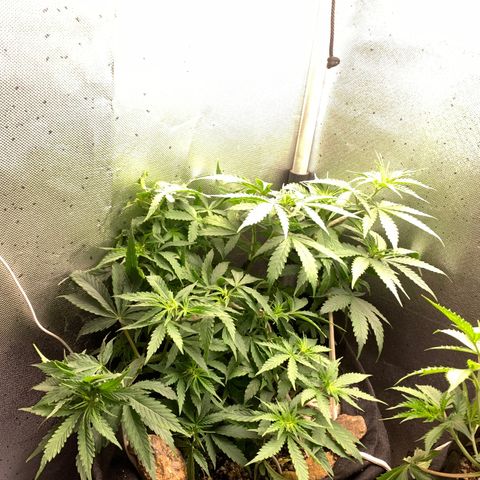 Fotoperiodo 24k #2 growlog timeline photo