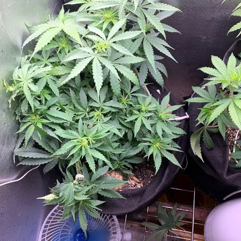 Fotoperiodo 24k #2 growlog timeline photo