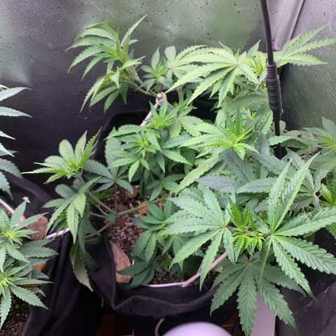 Fotoperiodo 24k #2 growlog timeline photo