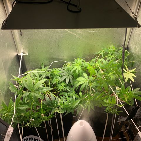 Fotoperiodo 24k #2 growlog timeline photo
