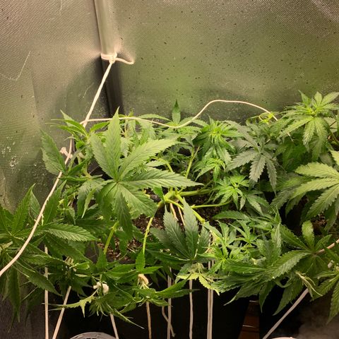 Fotoperiodo 24k #2 growlog timeline photo