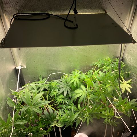 Fotoperiodo 24k #2 growlog timeline photo