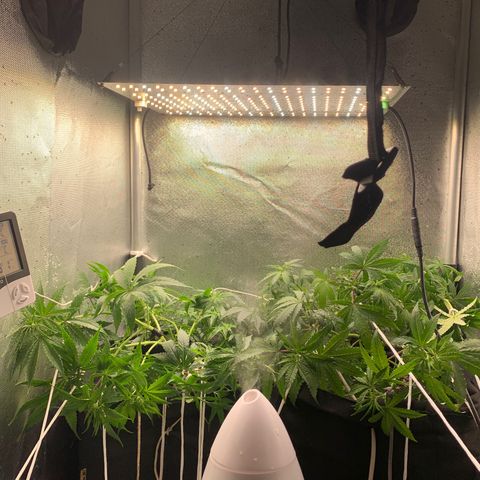 Fotoperiodo 24k #2 growlog timeline photo