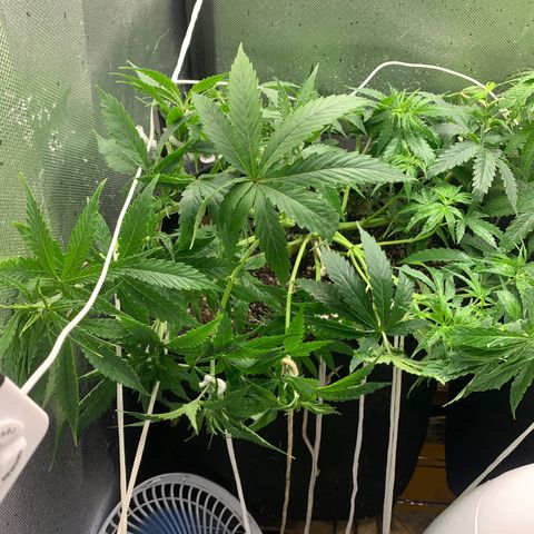Fotoperiodo 24k #2 growlog photo: Desfiliação em ambas plantas e novas amarras no lst 