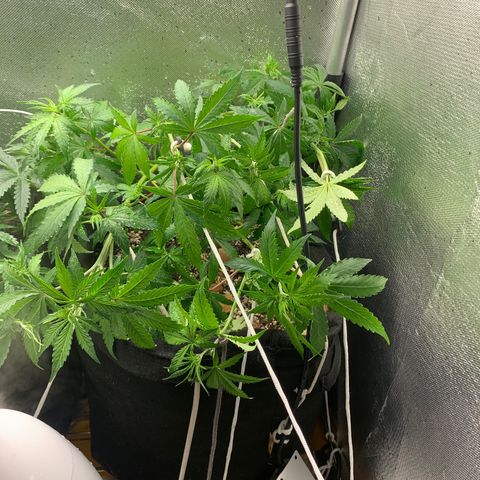 Fotoperiodo 24k #2 growlog photo: Desfiliação em ambas plantas e novas amarras no lst 