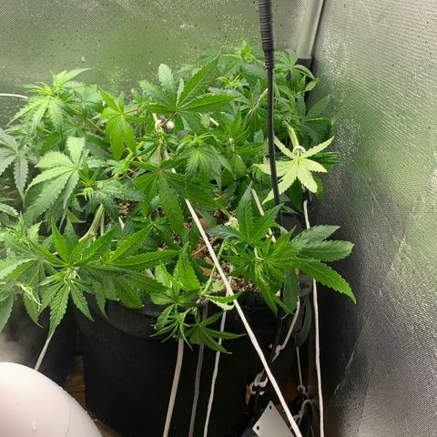 Fotoperiodo 24k #2 growlog photo: Desfiliação em ambas plantas e novas amarras no lst 