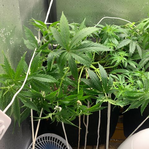 Fotoperiodo 24k #2 growlog photo: Desfiliação em ambas plantas e novas amarras no lst 