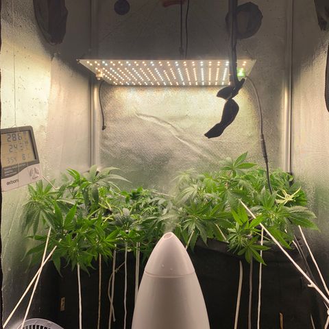 Fotoperiodo 24k #2 growlog timeline photo