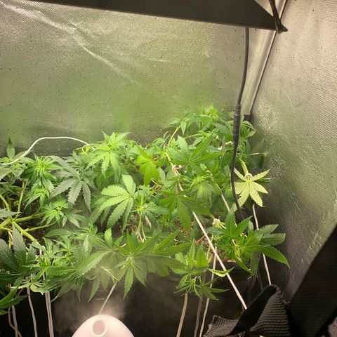Fotoperiodo 24k #2 growlog timeline photo