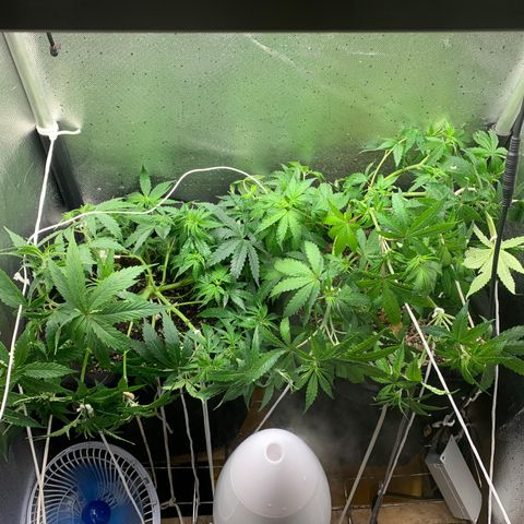 Fotoperiodo 24k #2 growlog photo: Desfiliação em ambas plantas e novas amarras no lst 