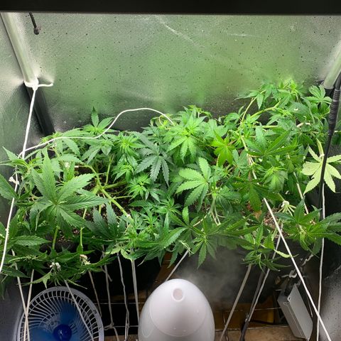 Fotoperiodo 24k #2 growlog photo: Desfiliação em ambas plantas e novas amarras no lst 