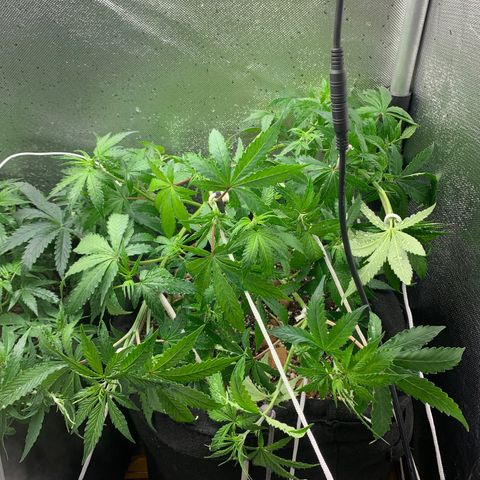 Fotoperiodo 24k #2 growlog timeline photo
