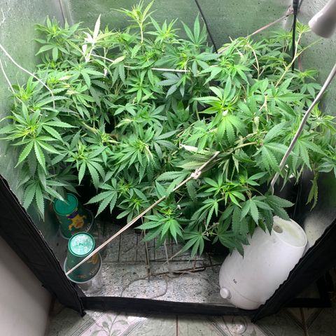 Fotoperiodo 24k #2 growlog timeline photo