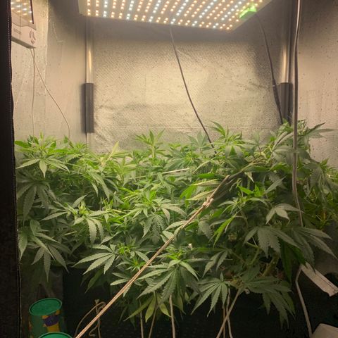 Fotoperiodo 24k #2 growlog timeline photo