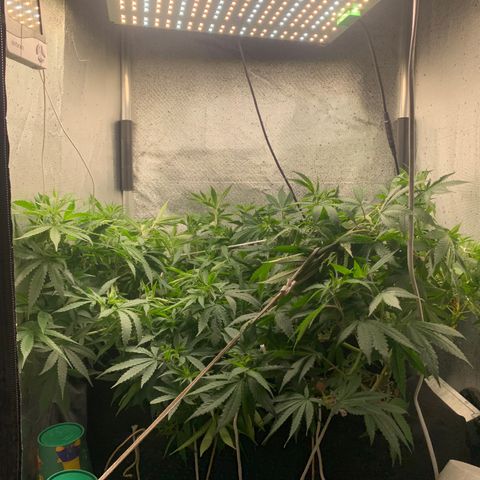 Fotoperiodo 24k #2 growlog timeline photo