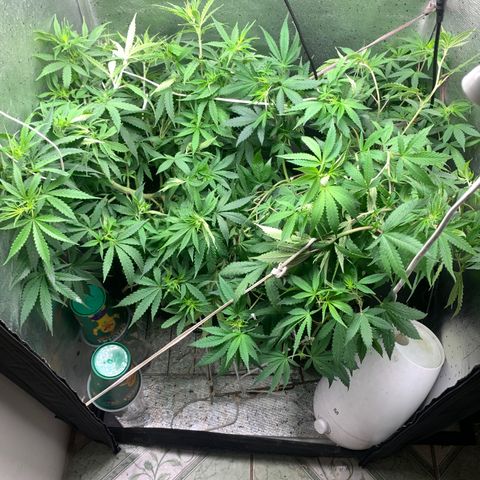 Fotoperiodo 24k #2 growlog timeline photo