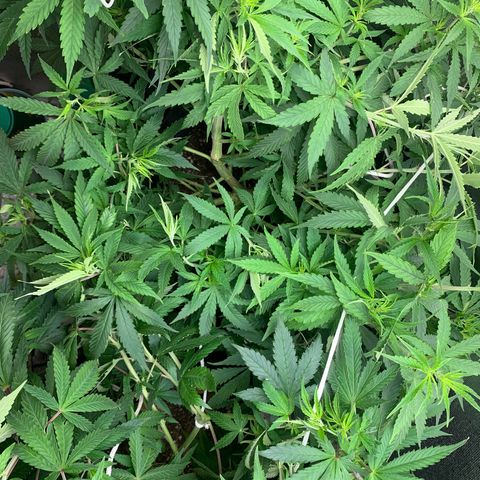 Fotoperiodo 24k #2 growlog timeline photo