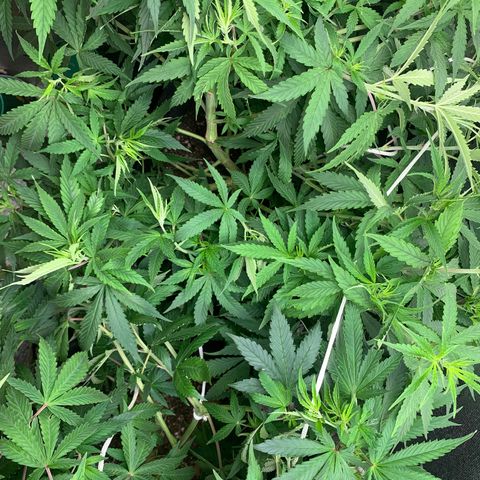 Fotoperiodo 24k #2 growlog timeline photo