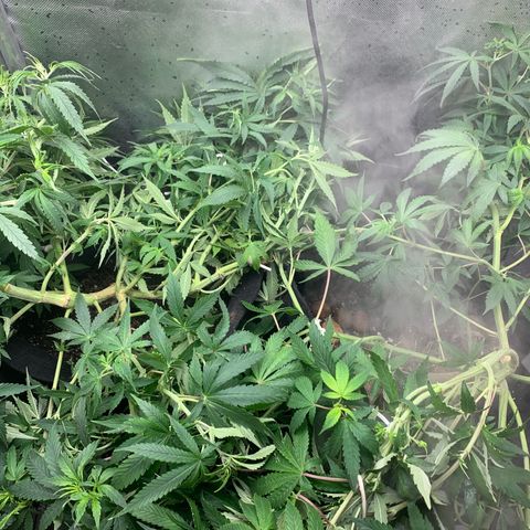 Fotoperiodo 24k #2 growlog photo: Amarás e amarás, tirei 2 clones pra teste, amanhã o fotoperiodo delas muda pra fase de floração também recebendo 12h de escuridão e 12h de luz por mais 8 a 10 semanas 