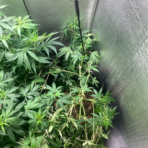 Fotoperiodo 24k #2 growlog photo: Amarás e amarás, tirei 2 clones pra teste, amanhã o fotoperiodo delas muda pra fase de floração também recebendo 12h de escuridão e 12h de luz por mais 8 a 10 semanas 