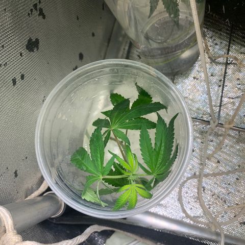 Fotoperiodo 24k #2 growlog photo: Amarás e amarás, tirei 2 clones pra teste, amanhã o fotoperiodo delas muda pra fase de floração também recebendo 12h de escuridão e 12h de luz por mais 8 a 10 semanas 