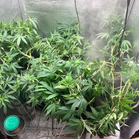 Fotoperiodo 24k #2 growlog photo: Amarás e amarás, tirei 2 clones pra teste, amanhã o fotoperiodo delas muda pra fase de floração também recebendo 12h de escuridão e 12h de luz por mais 8 a 10 semanas 
