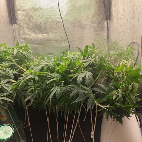 Fotoperiodo 24k #2 growlog photo: Amarás e amarás, tirei 2 clones pra teste, amanhã o fotoperiodo delas muda pra fase de floração também recebendo 12h de escuridão e 12h de luz por mais 8 a 10 semanas 