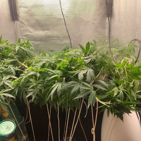Fotoperiodo 24k #2 growlog photo: Amarás e amarás, tirei 2 clones pra teste, amanhã o fotoperiodo delas muda pra fase de floração também recebendo 12h de escuridão e 12h de luz por mais 8 a 10 semanas 