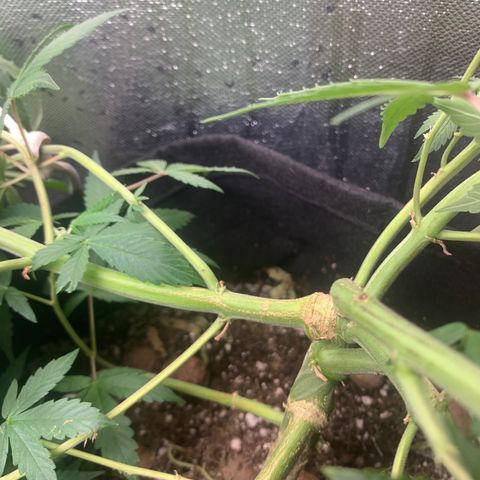 Fotoperiodo 24k #2 growlog photo: Amarás e amarás, tirei 2 clones pra teste, amanhã o fotoperiodo delas muda pra fase de floração também recebendo 12h de escuridão e 12h de luz por mais 8 a 10 semanas 