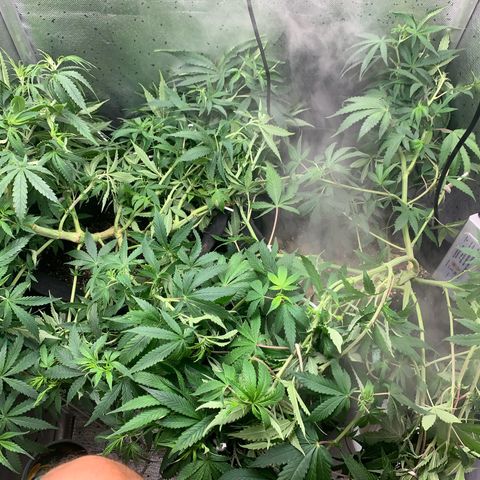 Fotoperiodo 24k #2 growlog photo: Amarás e amarás, tirei 2 clones pra teste, amanhã o fotoperiodo delas muda pra fase de floração também recebendo 12h de escuridão e 12h de luz por mais 8 a 10 semanas 