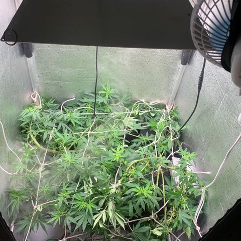 Fotoperiodo 24k #2 growlog photo: Improvisei uma rede scrOg, estão enormes o espaço de 60x60  ja esta repleto de galhos em todas as partes 