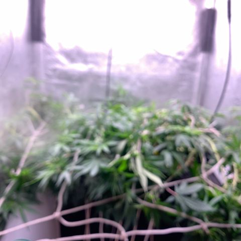 Fotoperiodo 24k #2 growlog photo: Improvisei uma rede scrOg, estão enormes o espaço de 60x60  ja esta repleto de galhos em todas as partes 