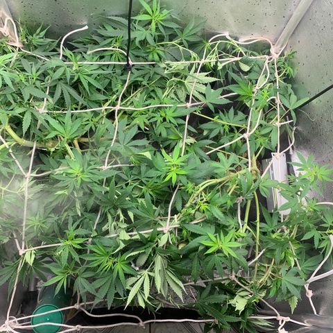Fotoperiodo 24k #2 growlog photo: Improvisei uma rede scrOg, estão enormes o espaço de 60x60  ja esta repleto de galhos em todas as partes 