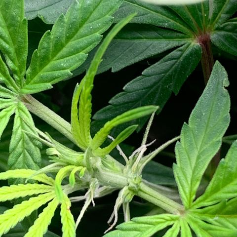 Fotoperiodo 24k #2 growlog photo: Improvisei uma rede scrOg, estão enormes o espaço de 60x60  ja esta repleto de galhos em todas as partes 