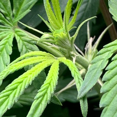 Fotoperiodo 24k #2 growlog photo: Improvisei uma rede scrOg, estão enormes o espaço de 60x60  ja esta repleto de galhos em todas as partes 