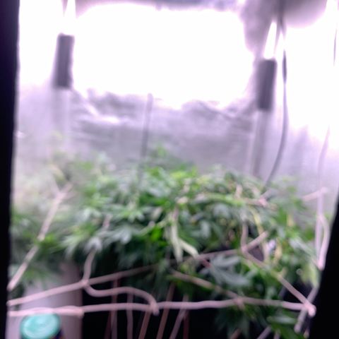 Fotoperiodo 24k #2 growlog photo: Improvisei uma rede scrOg, estão enormes o espaço de 60x60  ja esta repleto de galhos em todas as partes 