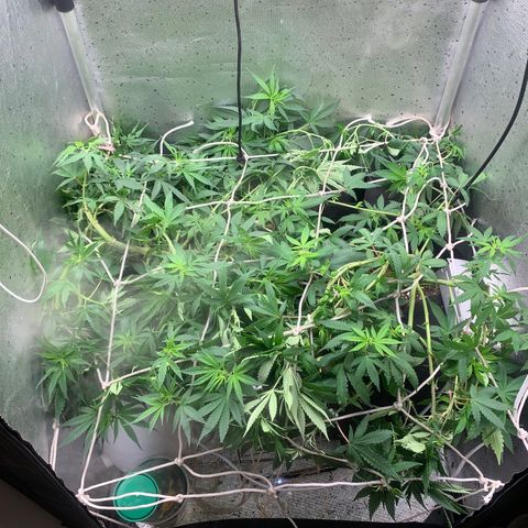 Fotoperiodo 24k #2 growlog photo: Improvisei uma rede scrOg, estão enormes o espaço de 60x60  ja esta repleto de galhos em todas as partes 