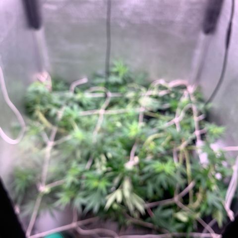Fotoperiodo 24k #2 growlog timeline photo