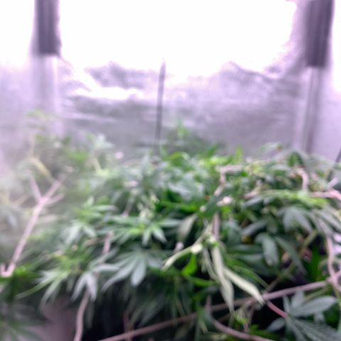 Fotoperiodo 24k #2 growlog photo: Improvisei uma rede scrOg, estão enormes o espaço de 60x60  ja esta repleto de galhos em todas as partes 