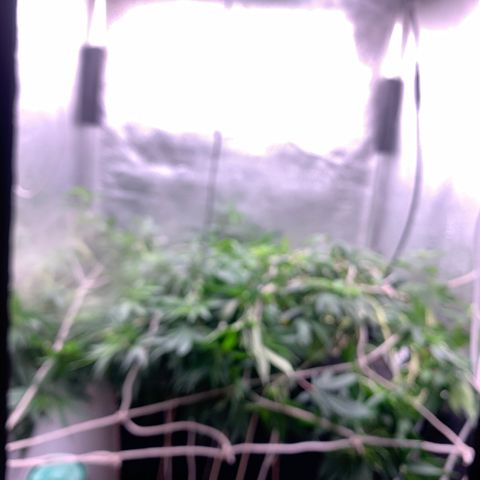 Fotoperiodo 24k #2 growlog photo: Improvisei uma rede scrOg, estão enormes o espaço de 60x60  ja esta repleto de galhos em todas as partes 