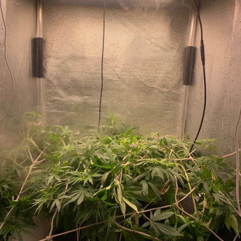Fotoperiodo 24k #2 growlog photo: Improvisei uma rede scrOg, estão enormes o espaço de 60x60  ja esta repleto de galhos em todas as partes 