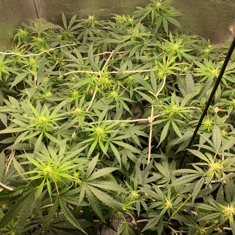 Fotoperiodo 24k #2 growlog timeline photo