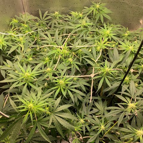 Fotoperiodo 24k #2 growlog timeline photo